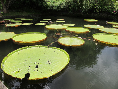 water lilies in the pond © Weiss Design
