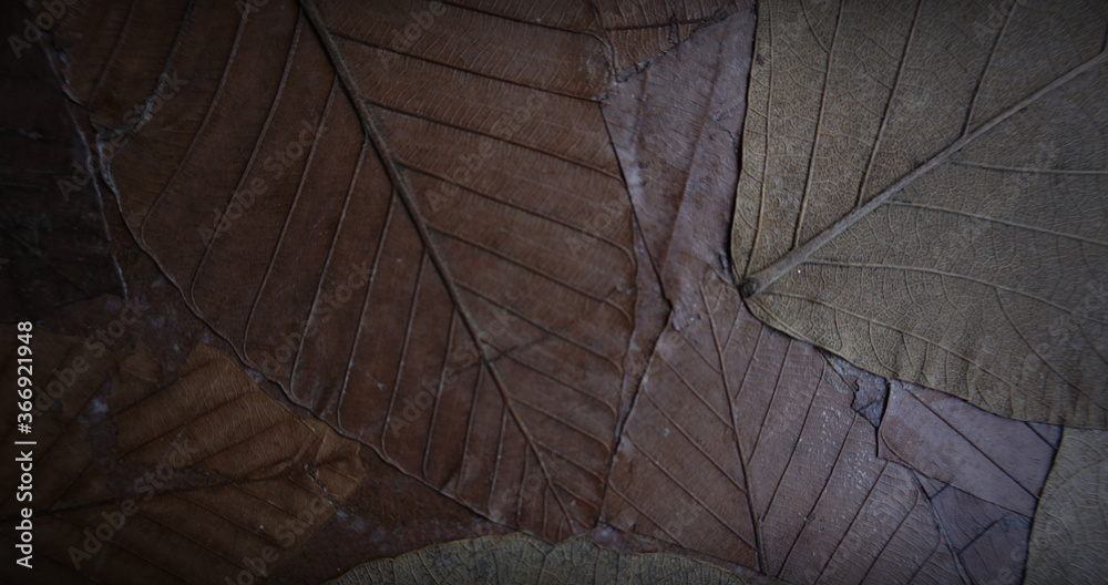 wood  leaf   texture , decorative , backgrounds for design 