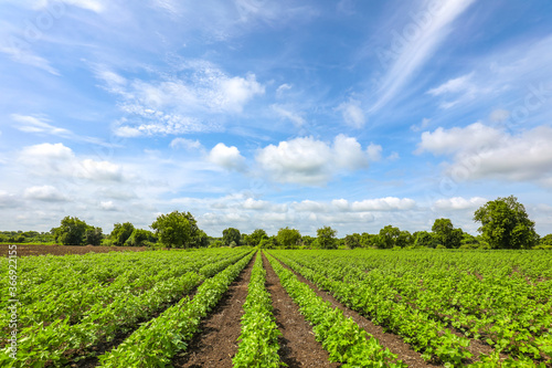 Row of growing green Cotton field in India.