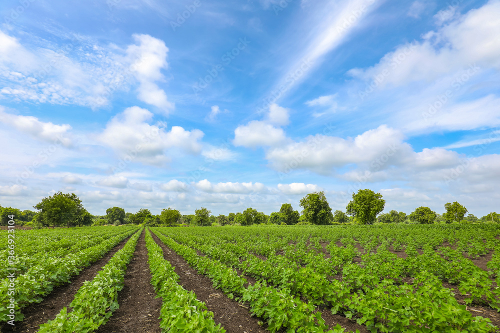 Row of growing green Cotton field in India. Row of growing green Cotton field in India.