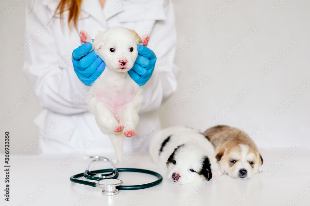 Veterinary picture of a veterinarian with a stethoscope listening to the heartbeat of a white puppy in a veterinary clinic, two puppies lie down next to Veterinary picture of a veterinarian with a stethoscope listening to the heartbeat of a white puppy in a veterinary clinic, two puppies lie down next to