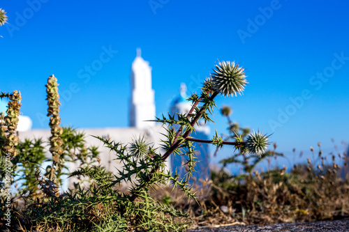 Cactus plants in garden in aegean islands photo