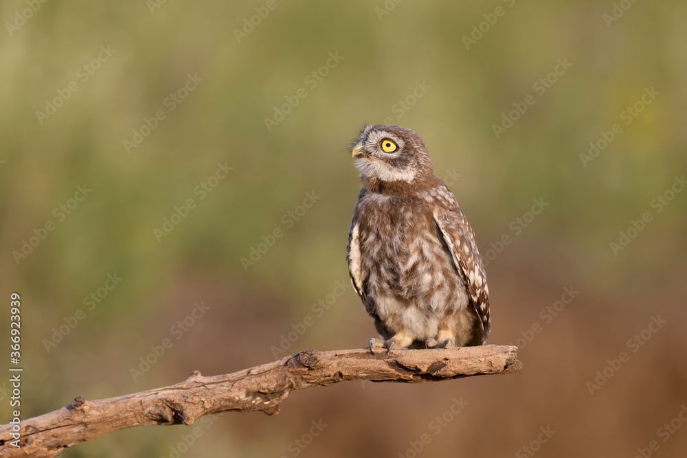 Adult birds and little owl chicks (Athene noctua) are photographed at close range closeup on a blurred background. Adult birds and little owl chicks (Athene noctua) are photographed at close range closeup on a blurred background.
