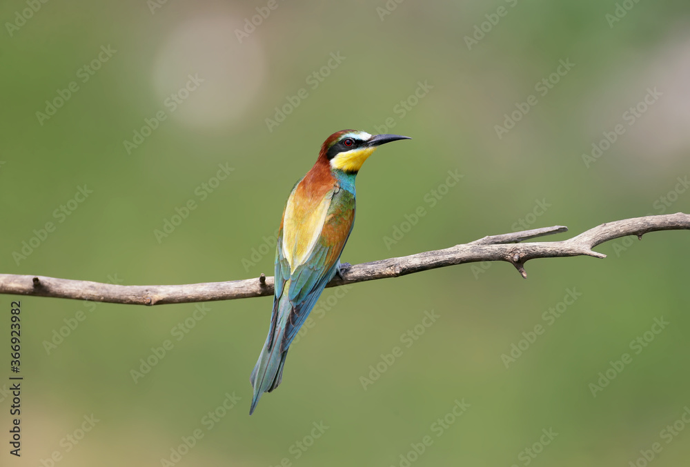 Single bee-eater photographed close-up on a dry branch on a blurred background Single bee-eater photographed close-up on a dry branch on a blurred background