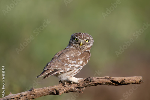 Adult birds and little owl chicks (Athene noctua) are photographed at close range closeup on a blurred background. 