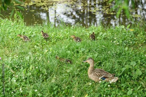 Wild duck with ducklings on the bank of the pond.
