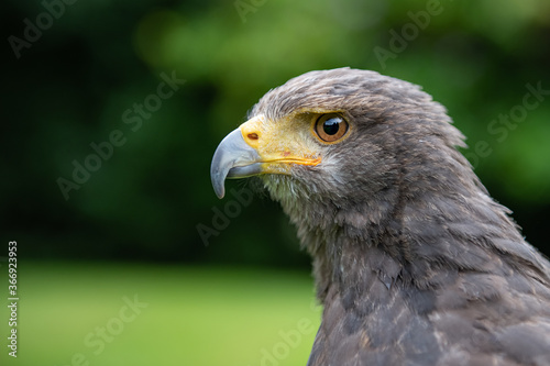 close up of a bird of prey Parabuteo unicinctus - Harris's Hawk