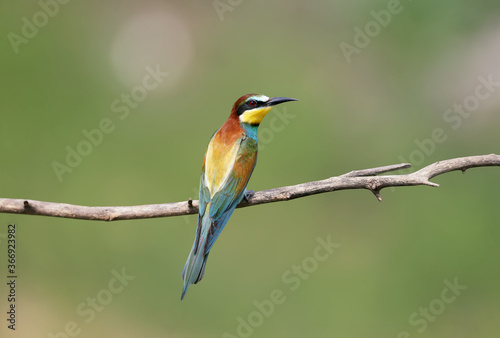 Single bee-eater photographed close-up on a dry branch on a blurred background