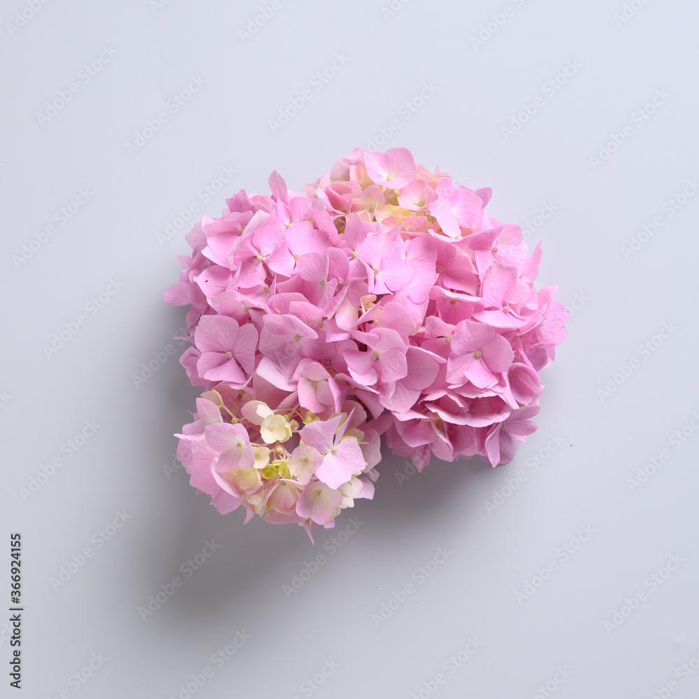 Pink hydrangea flower on grey. Greeting card. Minimal. Pink hydrangea flower on grey. Greeting card. Minimal.