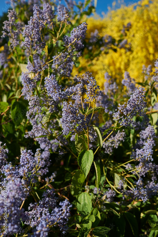 Obraz premium Ceanothus arboreus