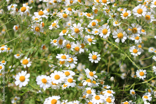 Daisies in the field. Meadow with flowers.