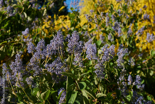 Ceanothus arboreus