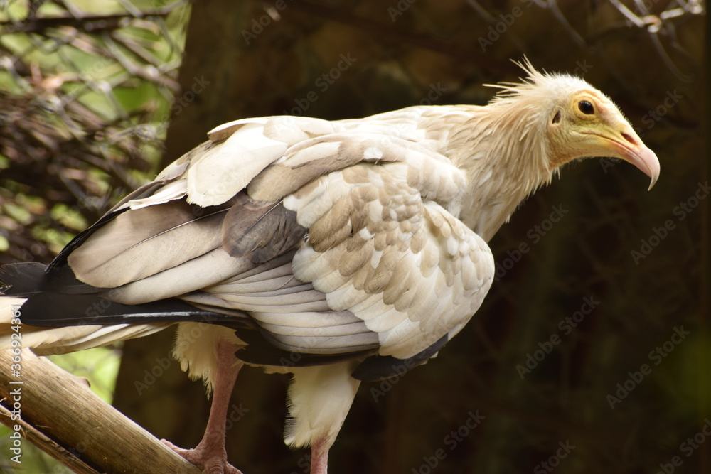 Fototapeta premium White Eagle Portrait of vulture Birds Images