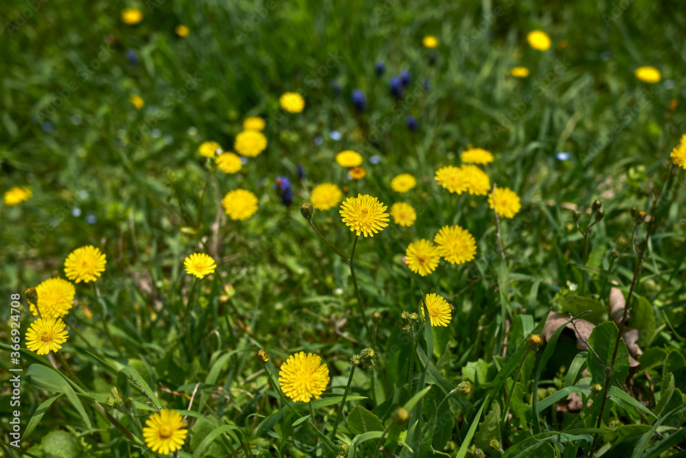 Crepis sancta