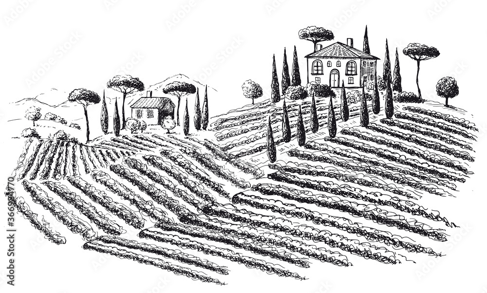 Vine plantation landscape. Hand drawn vector illustration.	