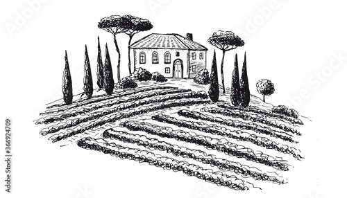 Vine plantation landscape. Hand drawn vector illustration.	