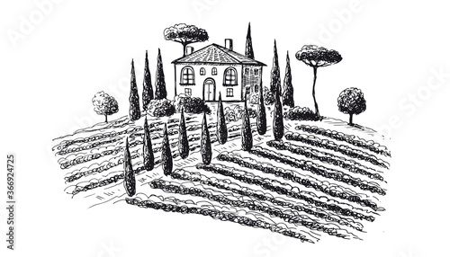 Vine plantation landscape. Hand drawn vector illustration.	