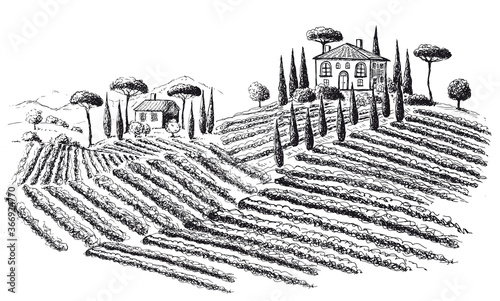 Vine plantation landscape. Hand drawn vector illustration.	