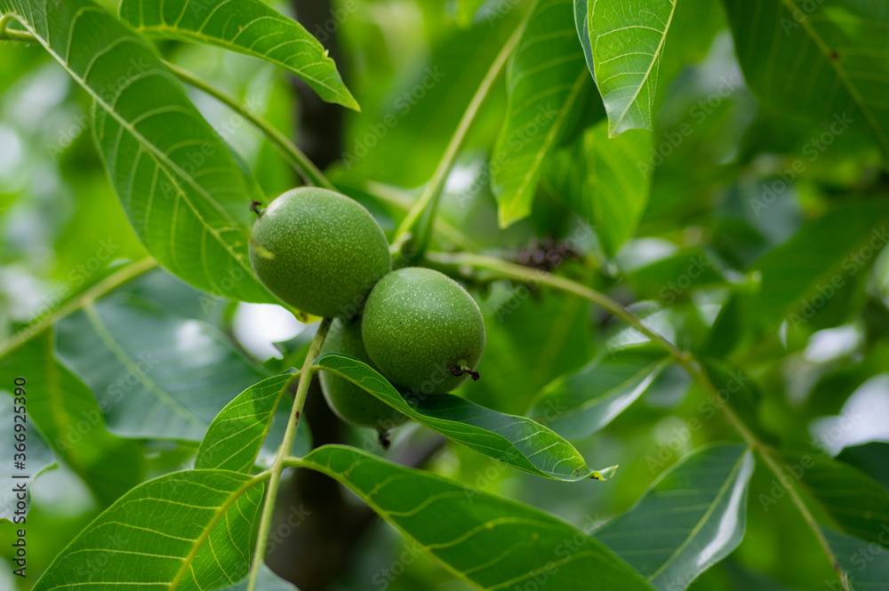 Juglans regia tree branches, unripened green fruits nuts and leaves on persian walnut tree