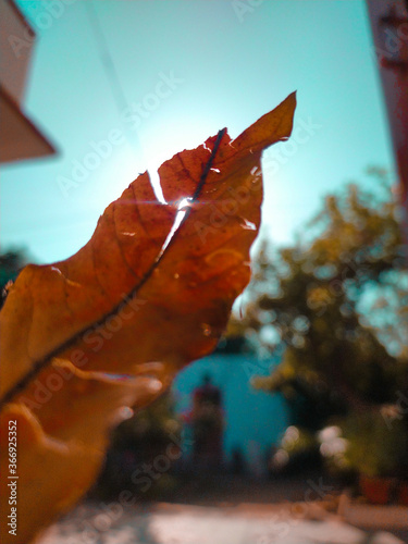 maple leaf in hand.