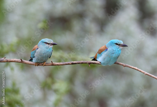 European roller photographed in very close-up sitting on a branch on a blurry beautiful background. A close-up photo with fine details of the plumage is clearly visible. Exotic photo of an exotic bird