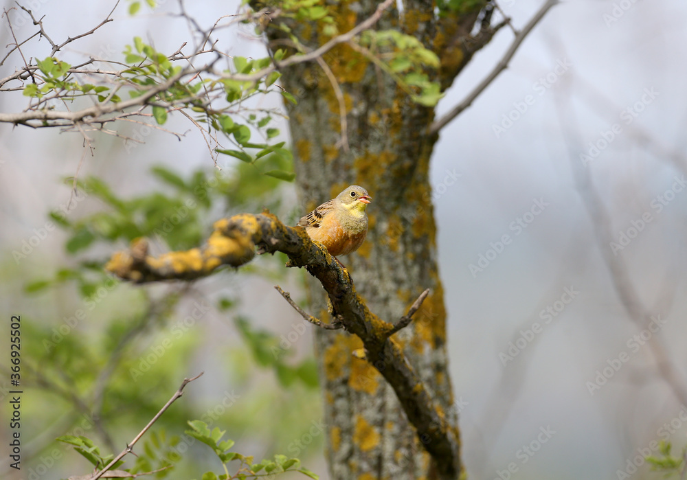 Bright and colorful photo of an ortolan bunting male in breeding plumage sits on tree branches among bright green leaves