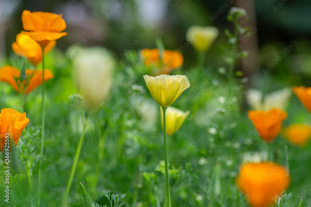 Eschscholzia californica cup of gold flowers in bloom, californian field, ornamental wild flowering plants on a meadow