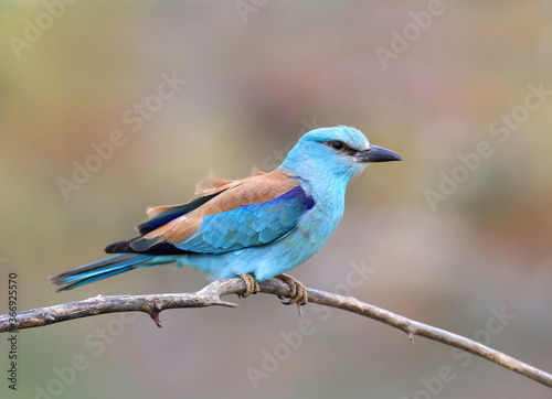 European roller photographed in very close-up sitting on a branch on a blurry beautiful background. A close-up photo with fine details of the plumage is clearly visible. Exotic photo of an exotic bird