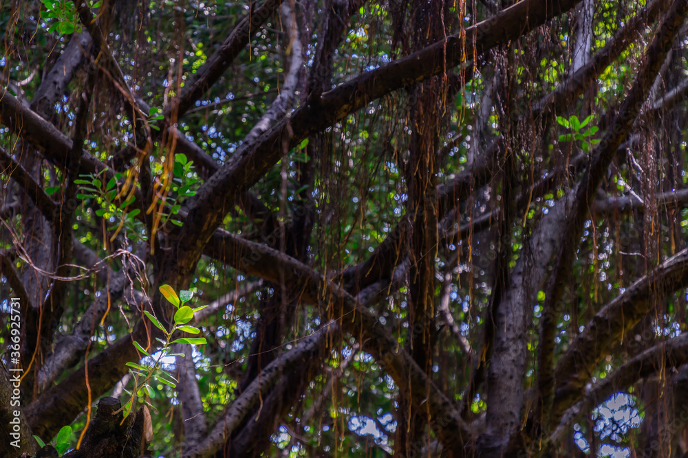 Fototapeta premium Detail of sunlight passing through small leaves on A huge banyan tree. Atmosphere of calm relaxation. Nature concept for design. Selective focus.