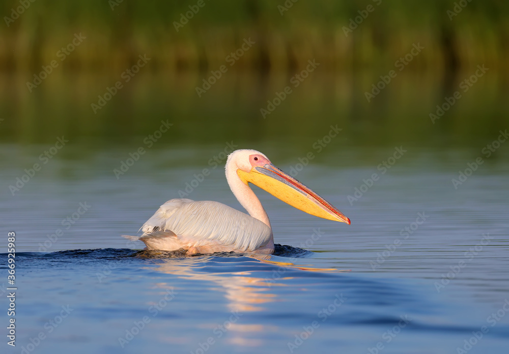 The great white pelican (Pelecanus onocrotalus) photographed in the early morning in soft sunlight close-up The great white pelican (Pelecanus onocrotalus) photographed in the early morning in soft sunlight close-up