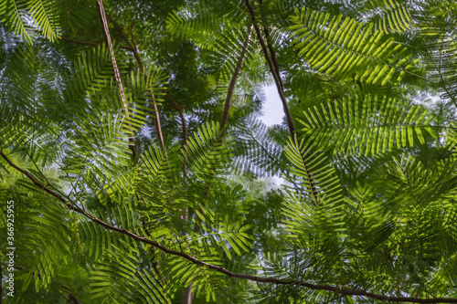 Detail of sunlight passing through small green leaves of Persian silk tree  Albizia julibrissin  on blurred greenery of garden. Atmosphere of calm relaxation. Nature concept for design. No focus  spec