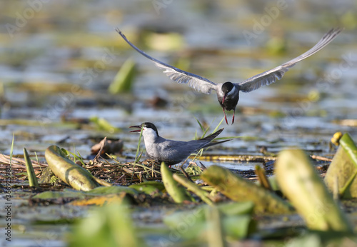 The whiskered tern (Chlidonias hybrida) are photographed close-ups near their nests in the soft morning light of the rising sun. Eggs are visible in the nests