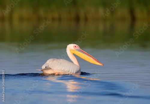 The great white pelican (Pelecanus onocrotalus) photographed in the early morning in soft sunlight close-up