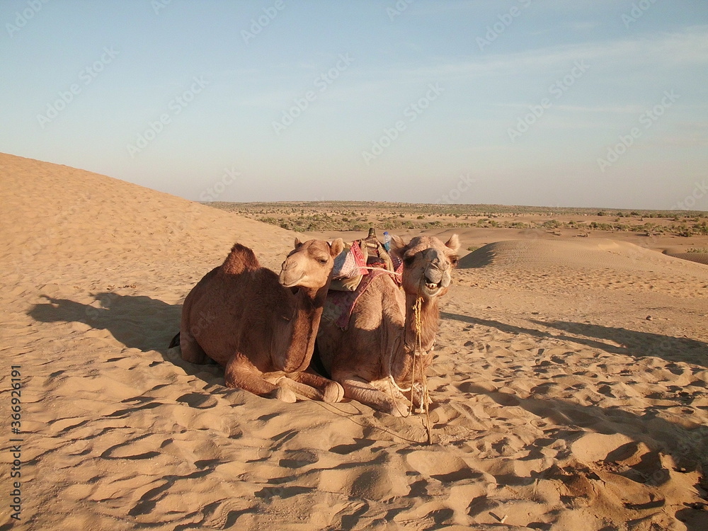 Fototapeta premium camels