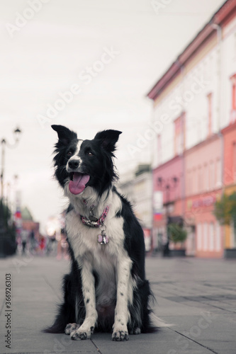 A black and white dog showing tricks on a street 