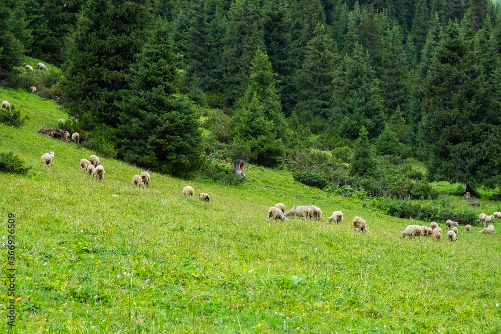 Obraz premium Sheeps are grazing on green alpine meadow in mountains. Mountain hill valley landscape. Domestic animals. Mountain green valley landscape. Spring farm field landscape.