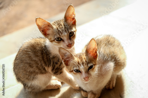 Two kittens posing for photos