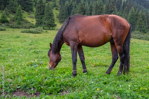 Grasing horse on mountain valley. Summer green rural nature landscape. Mountain valley view. © Adil