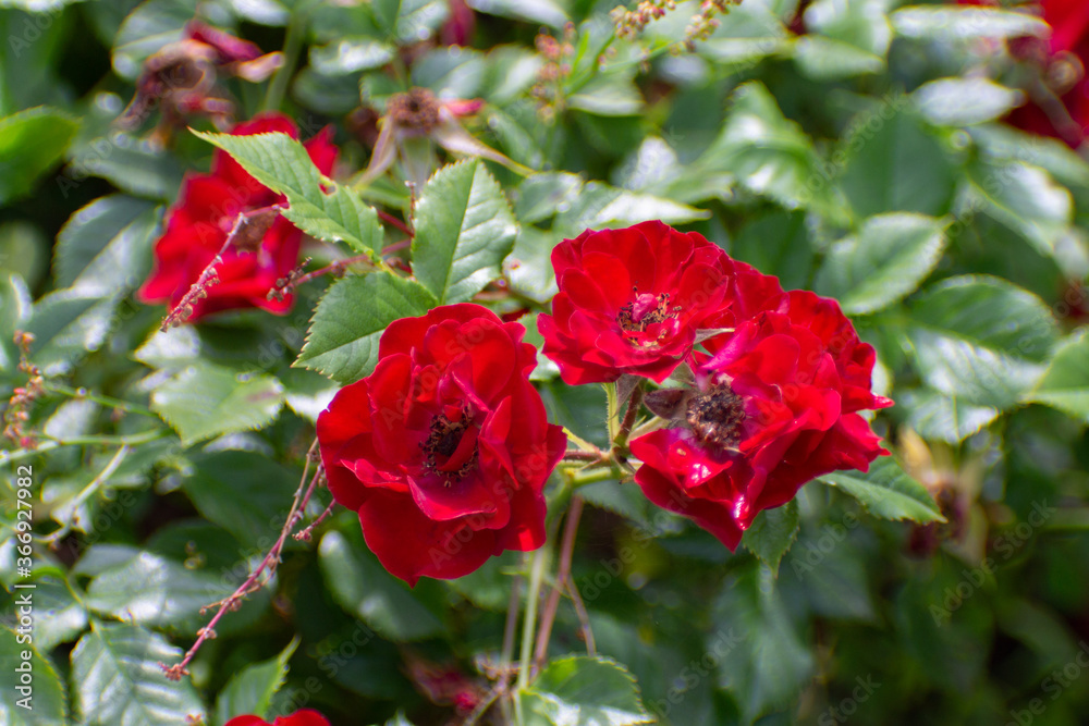 red garden rose close up red garden rose close up