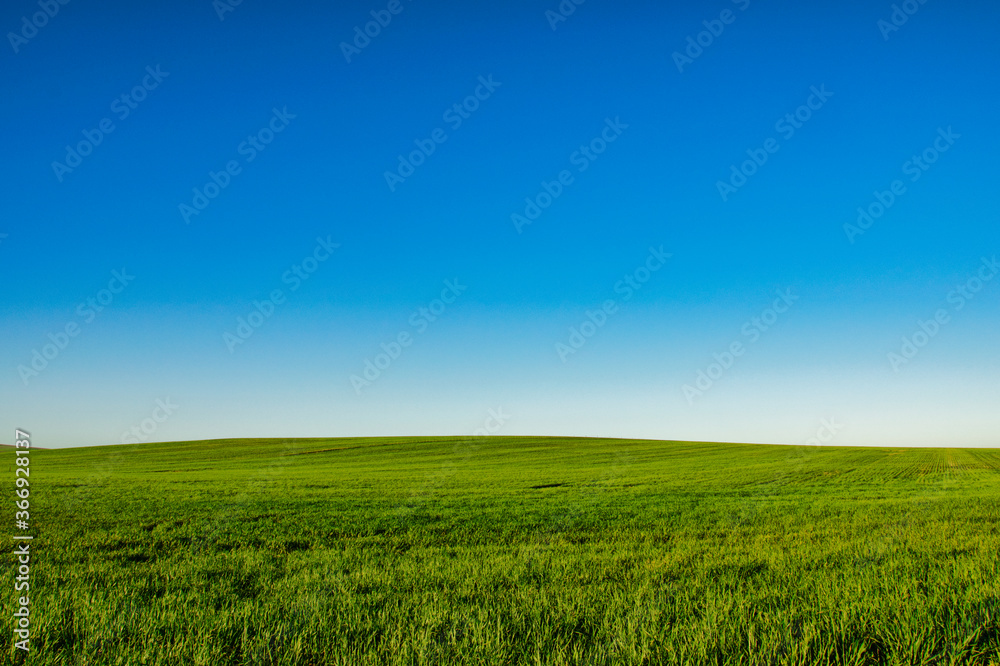 Sky and earth wheat field