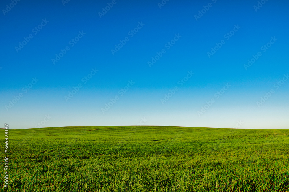Sky and earth wheat field Sky and earth wheat field