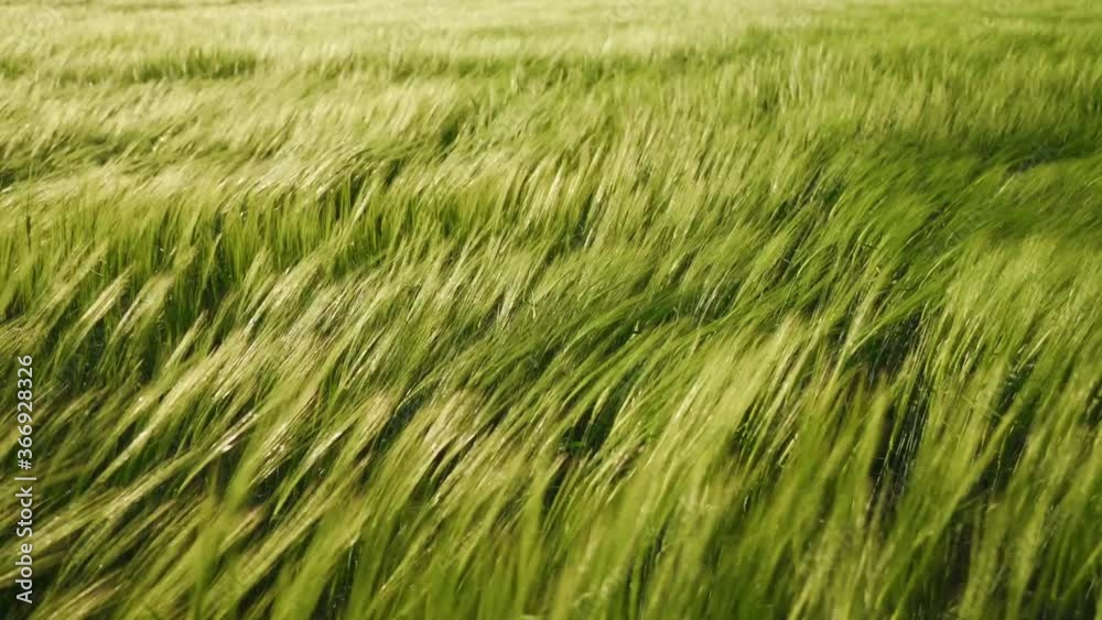 Green fields of wheat are earing from the wind. Field of cereals for making bread. The barley harvest ripens in warm sunlight. A large crop of grain. Agricultural business for growing organic plants. Green fields of wheat are earing from the wind. Field of cereals for making bread. The barley harvest ripens in warm sunlight. A large crop of grain. Agricultural business for growing organic plants.