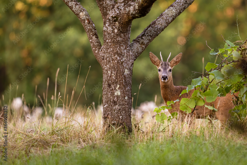 Naklejka premium European roebuck observes the surroundings in a clearing