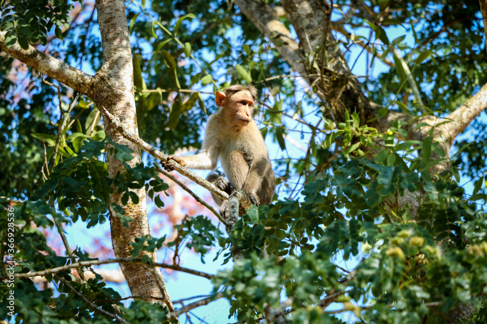 Naklejka premium monkey sitting on the tree branch