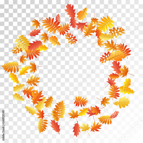 Oak, maple, wild ash rowan leaves vector, autumn foliage on transparent background.