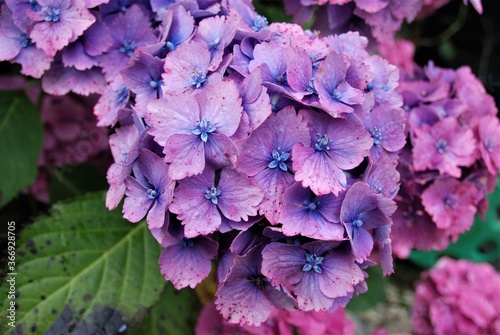 purple and blue hydrangea