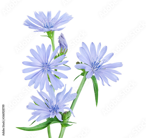 Chicory flower isolated on white background with clipping path photo