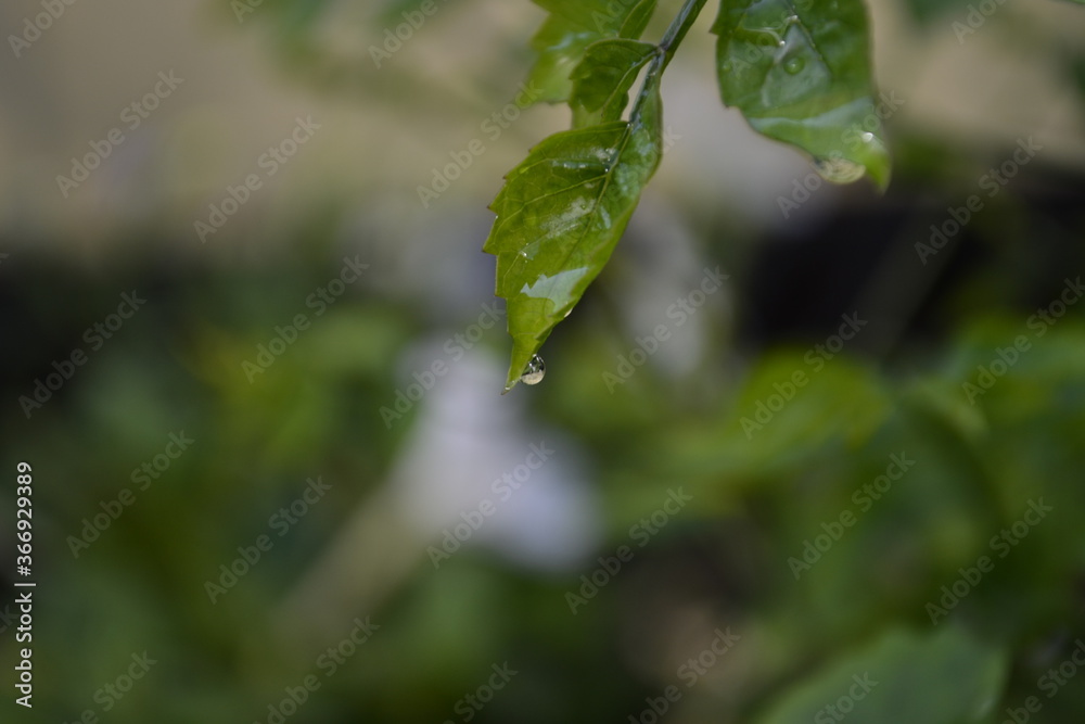 Obraz premium rain drops on a leaf