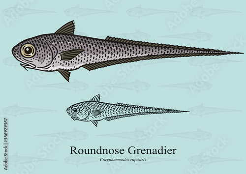 Black (Roundnose) Grenadier. Vector illustration with refined details and optimized stroke that allows the image to be used in small sizes (in packaging design, decoration, educational graphics, etc.)