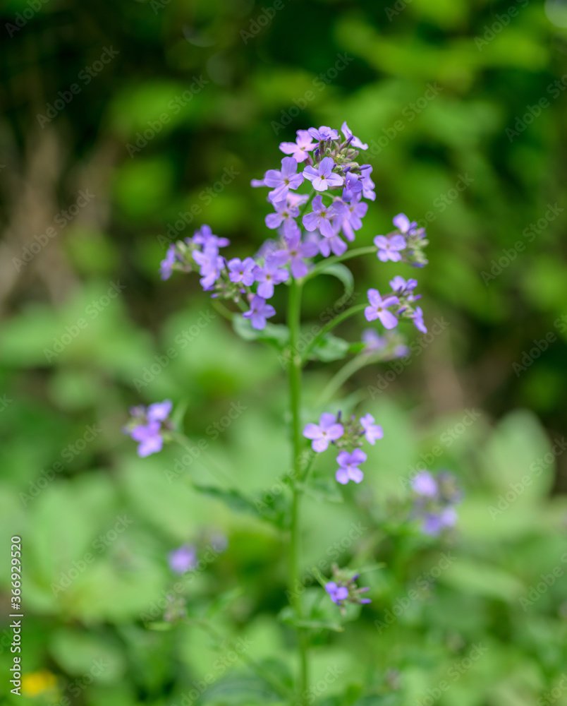 Flowers of Hesperis Matronalis, close-up. Flowers of Hesperis Matronalis, close-up.